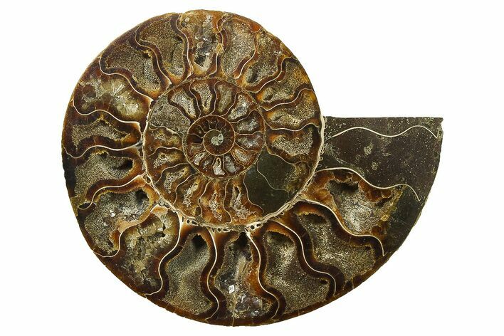 Cut & Polished Ammonite Fossil (Half) - Madagascar #270325